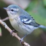 image of bird
