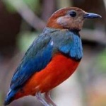 image of red_bellied_pitta #28