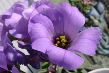 image of flower