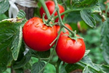 image of tomato #19