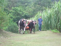 image of oxcart