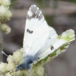 image of animal