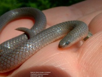 image of thunder_snake