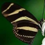 image of animal