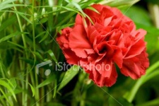 image of flower