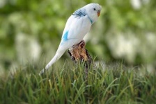 image of parakeet