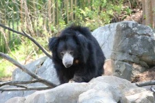 image of sloth_bear #24