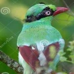 image of bird