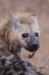 image of hyena #23