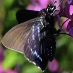 image of animal