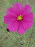 image of flower