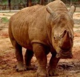 image of rhino