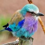 image of bird