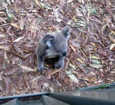 image of koala #11
