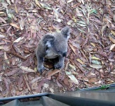 image of koala
