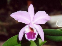 image of flower