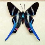 image of animal