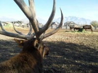 image of animal