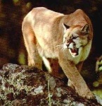 image of cougar_body