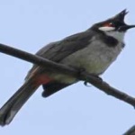 image of bird