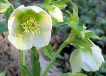 image of flower