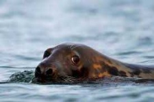 image of animal