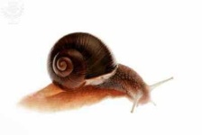 image of animal