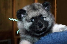 image of keeshond