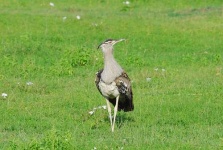 image of bustard #7