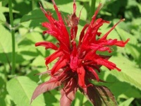 image of flower