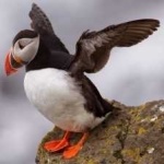 image of bird