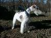 image of wire_haired_fox_terrier