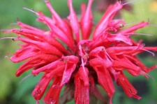 image of flower