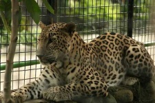 image of jaguar_car