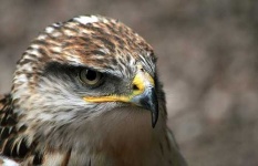 image of kite