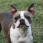 image of animal