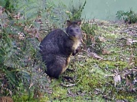 image of wallaby