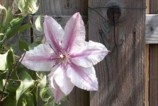 image of clematis #33