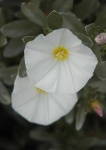 image of flower