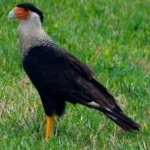 image of bird