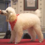 image of miniature_poodle #12