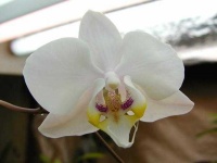 image of moon_orchid #19