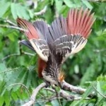 image of bird
