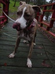 image of american_staffordshire_terrier