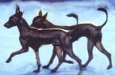 image of mexican_hairless