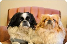image of japanese_spaniel