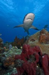 image of tiger_shark