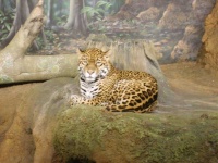 image of jaguar_car
