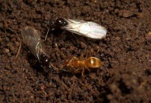image of ant