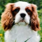 image of animal